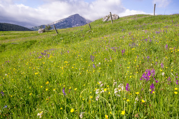 Kwiaty kwitnące na górskiej łące,Durmitor,Czarnogóra © Mike Mareen