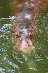 Obraz premium hippopotamus to soaking water.