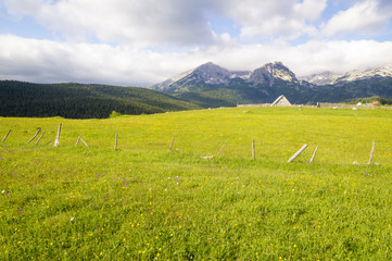 Kwiaty kwitnące na górskiej łące,Durmitor,Czarnogóra