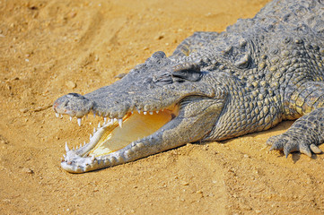 The crocodile