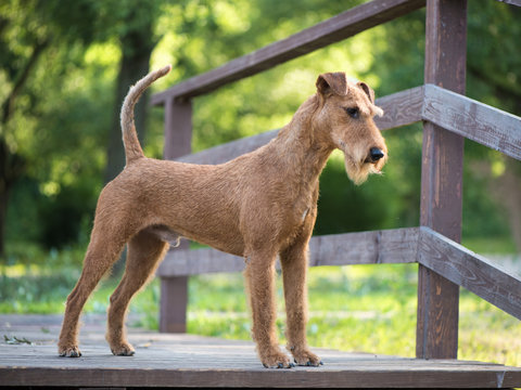 Irish terrier dog stays on the wooden bridge on the forest nature background