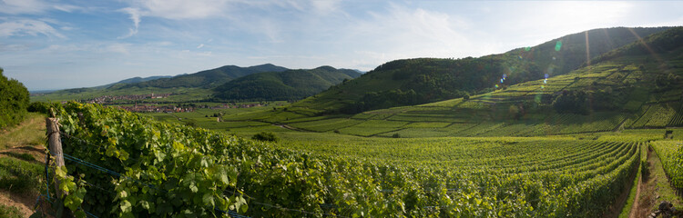 Fototapeta na wymiar Panorama du vignoble d'Alsace, Kientzheim, Ammerschwihr, Piémont des Vosges