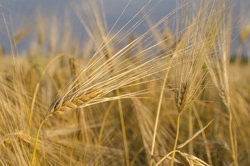 wheat field in Sunny day