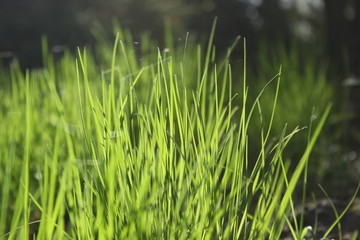 grass