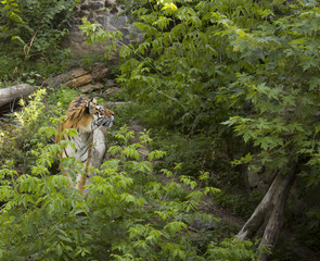 tiger