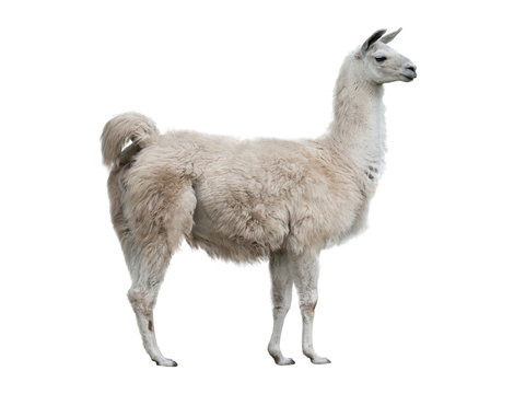 Llama Isolated Images – Browse 15,910 Stock Photos, Vectors, and Video |  Adobe Stock