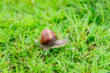 the snail in the garden