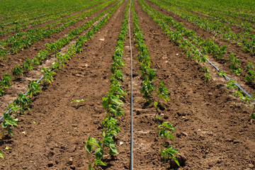 rows of pepper plants on the field