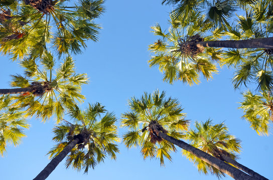 Looking up at a canopy of tall Palm trees, Queensland, Australia