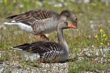 Graugans bei der Futtersuche. 