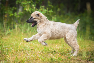 Happy central asian shepherd puppy playing in summer