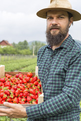 Portrait of young farmer  holding a  box full with fresh red str