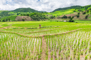 Rice seedlings were grown in the farmland