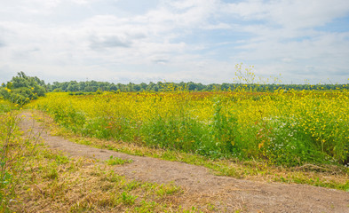 Fototapeta na wymiar Wetland with wild flowers in summer