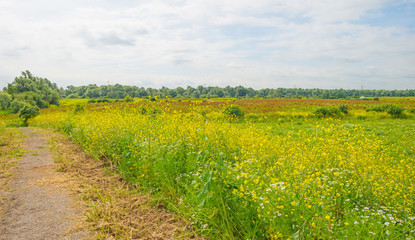 Fototapeta na wymiar Wetland with wild flowers in summer