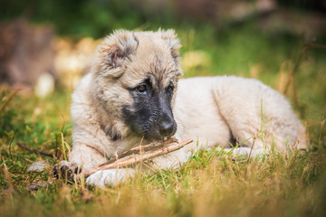 Central asian shepherd puppy playing with a stick