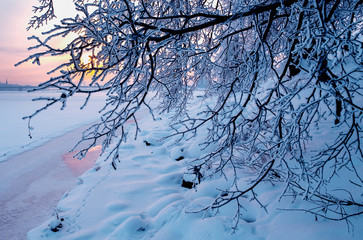 Winter landscape. Trees and snow.