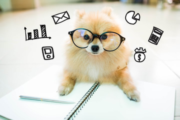 Financial pomeranian dog