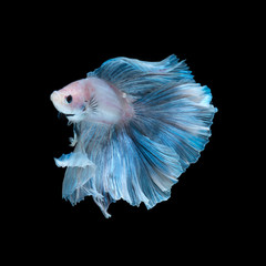 Blue betta fish isolated on black background