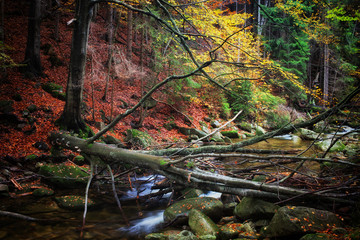 Creek With Fallen Tree in Autumn Forest