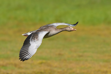 Greylag goose (Anser anser)