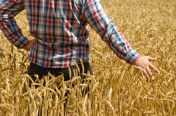 A young farmer's hand above a wheat field with selective focus.