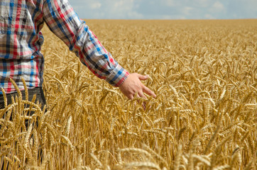 A young farmer's hand above a wheat field with selective focus.