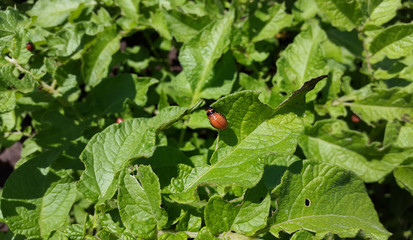 Colorado potato beetle larva in the garden