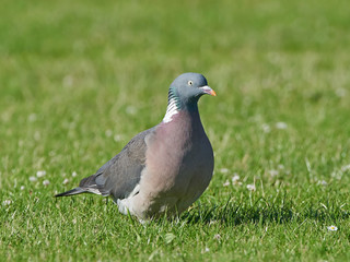 Obraz premium Common wood pigeon (Columba palumbus)