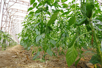 Green pepper grown in greenhouses