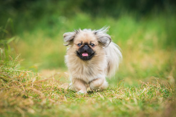 Happy pekingese dog running in summer