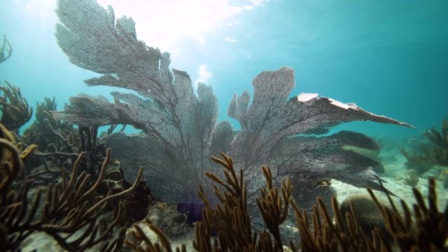 Unterwasser - Riff - Koralle - Gorgonie - Tauchen - Curacao - Karibik