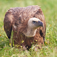Griffon vulture (Gyps fulvus)