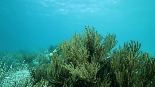Unterwasser - Riff - Koralle - Tauchen - Curacao - Karibik