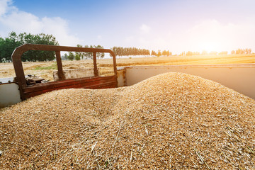 Tractor transportation wheat harvest in the farm field