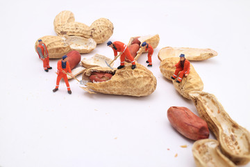 Miniature worker are working open peanut on white background , macro photo