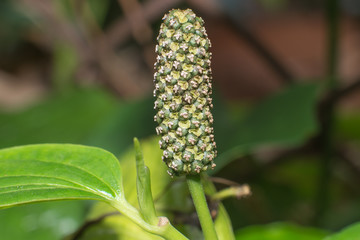 closeup a flower of wildbetal leafbush , Scientific name Piper sarmentosum
