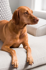 Hungarian Vizsla lying on sofa facing right