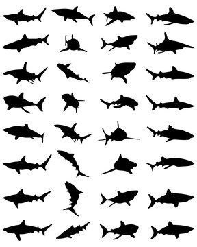 Black shark silhouettes on the white background, vector