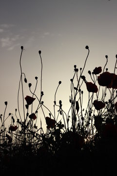 Black and reds silhouettes of poppies flowers on the field during sunset in backlight