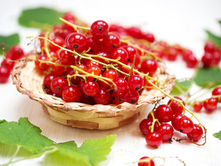 Fresh red currant