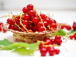 Fresh red currant