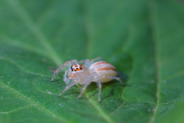 close up Jumping Spider