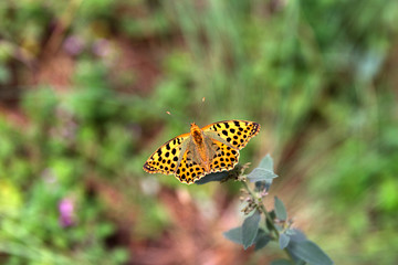 Spotted butterfly sit on a branch of wild mint