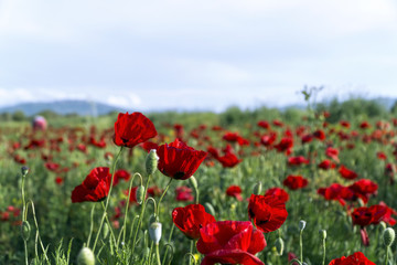 Red poppy flowers in a natural green field