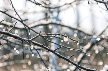 Frozen tree