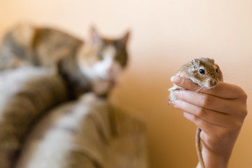 the cat watches a little gerbil mouse. Natural light