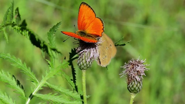 Schmetterlinge Dukatenfalter (Lycaena virgaureae) und Brauner Waldvogel bzw. Schornsteinfeger (Aphantopus hyperintus) auf einer Bl&uuml;te