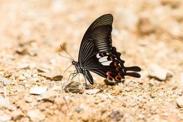 Beautiful Butterfly in forest