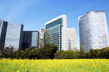 都会の菜の花畑